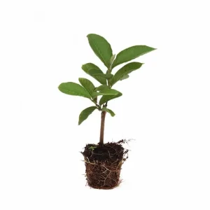 Pink Guava Live Plant – 4-6 Inch Starter Tree – Tropical Fruit Guava Seedling - Image 2