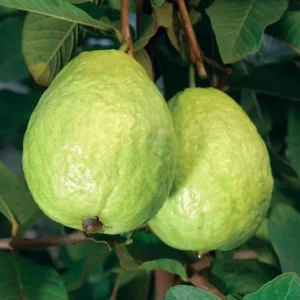Pink Guava Live Plant – 4-6 Inch Starter Tree – Tropical Fruit Guava Seedling - Image 3