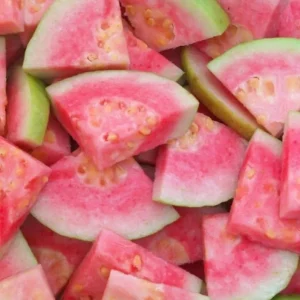 Pink Guava Live Plant – 4-6 Inch Starter Tree – Tropical Fruit Guava Seedling - Image 4