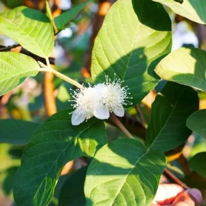 Pink Guava Live Plant – 4-6 Inch Starter Tree – Tropical Fruit Guava Seedling - Image 5