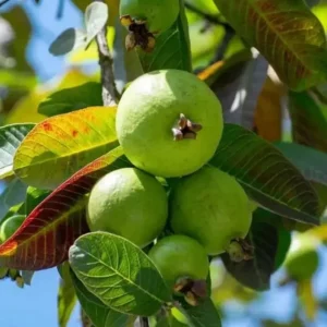 Pink Guava Live Plant – 4-6 Inch Starter Tree – Tropical Fruit Guava Seedling - Image 6