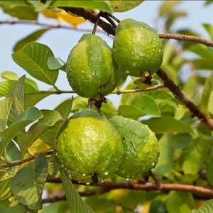 Pink Guava Live Plant – 4-6 Inch Starter Tree – Tropical Fruit Guava Seedling - Image 8