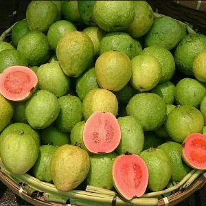 Pink Guava Live Plant – 4-6 Inch Starter Tree – Tropical Fruit Guava Seedling - Image 9