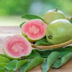 Pink Guava Live Plant - Fragrant Fruit Tree, 4-6 Inch Tall, Outdoor - Image 2