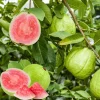 Pink Guava Live Plant - Fragrant Fruit Tree, 4-6 Inch Tall, Outdoor - Image 1
