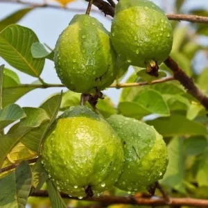 Pink Guava Live Plant - Fragrant Fruit Tree, 4-6 Inch Tall, Outdoor - Image 4