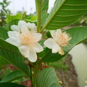 Pink Guava Live Plant - Fragrant Fruit Tree, 4-6 Inch Tall, Outdoor - Image 6