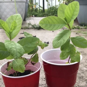 Pink Guava Live Plant - Sweet Tropical Fruit Tree Seedling - 4-12 Inches Tall - Image 2