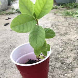 Pink Guava Live Plant - Sweet Tropical Fruit Tree Seedling - 4-12 Inches Tall - Image 3