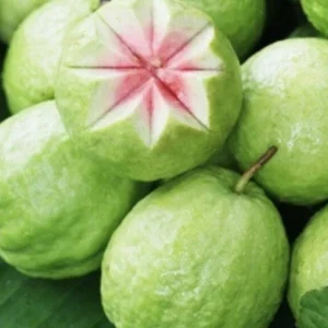 Pink Guava Live Plant - Sweet Tropical Fruit Tree Seedling - 4-12 Inches Tall - Image 4