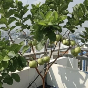 Pink Guava Live Plant - Sweet Tropical Fruit Tree Seedling - 4-12 Inches Tall - Image 5