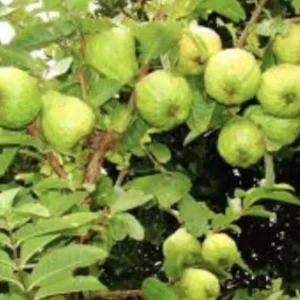 Pink Guava Live Plant - Sweet Tropical Fruit Tree Seedling - 4-12 Inches Tall - Image 6