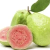 Pink Guava Live Plant - Sweet Tropical Fruit Tree Seedling - 4-12 Inches Tall - Image 1