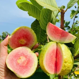 Pink Guava Live Plant – Tropical Fruit Tree Seedling – 4 Inch Pot – Indoor/Outdoor - Image 1
