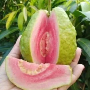 Pink Guava Live Plant – Tropical Fruit Tree Seedling – 4 Inch Pot – Indoor/Outdoor - Image 10
