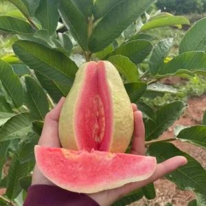 Pink Guava Live Plant – Tropical Fruit Tree Seedling – 4 Inch Pot – Indoor/Outdoor - Image 2