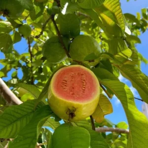 Pink Guava Live Plant – Tropical Fruit Tree Seedling – 4 Inch Pot – Indoor/Outdoor - Image 3
