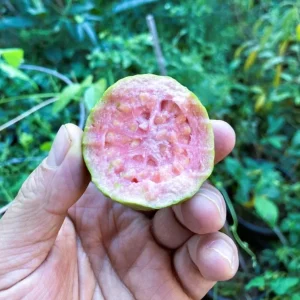 Pink Guava Live Plant – Tropical Fruit Tree Seedling – 4 Inch Pot – Indoor/Outdoor - Image 4