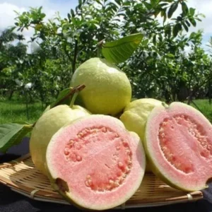 Pink Guava Live Plant – Tropical Fruit Tree Seedling – 4 Inch Pot – Indoor/Outdoor - Image 6
