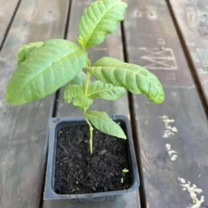 Pink Guava Live Plant – Tropical Fruit Tree Seedling – 4 Inch Pot – Indoor/Outdoor - Image 7