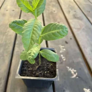 Pink Guava Live Plant – Tropical Fruit Tree Seedling – 4 Inch Pot – Indoor/Outdoor - Image 8