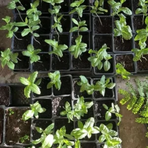 Pink Guava Live Plant – Tropical Fruit Tree Seedling – 4 Inch Pot – Indoor/Outdoor - Image 9