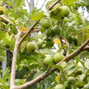 Pink Guava Live Plants - Set of 3 Seedlings in 4 Inch Pots - Tropical Fruit Tree - Image 2