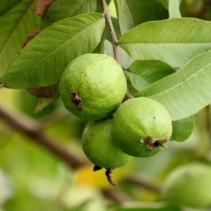 Pink Guava Live Plants - Set of 3 Seedlings in 4 Inch Pots - Tropical Fruit Tree - Image 3