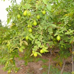 Pink Guava Live Plants - Set of 3 Seedlings in 4 Inch Pots - Tropical Fruit Tree - Image 6