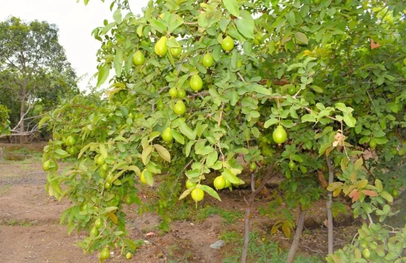 Pink Guava Live Plants - Set of 3 Seedlings in 4 Inch Pots - Tropical Fruit Tree - Image 6