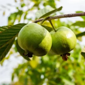 Pink Guava Live Plants - Set of 3 Seedlings in 4 Inch Pots - Tropical Fruit Tree - Image 7