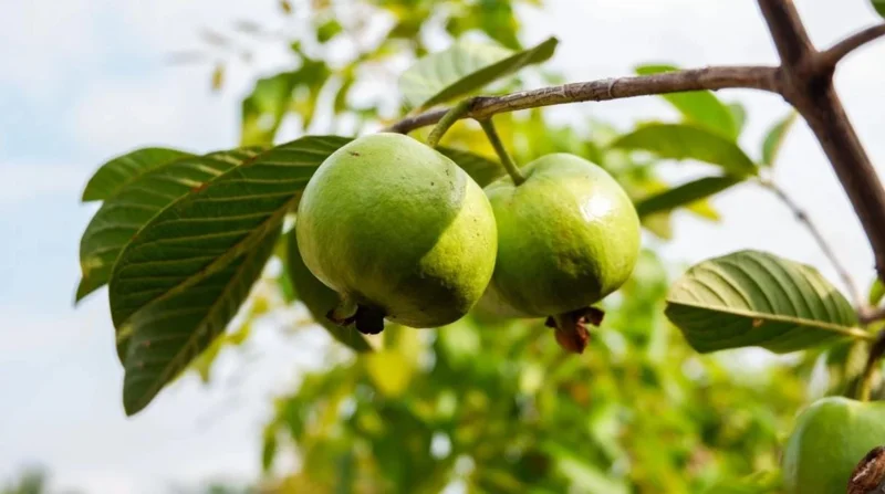 Pink Guava Live Plants - Set of 3 Seedlings in 4 Inch Pots - Tropical Fruit Tree - Image 7