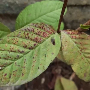 Pink Guava Live Plants - Set of 3 Seedlings in 4 Inch Pots - Tropical Fruit Tree - Image 8