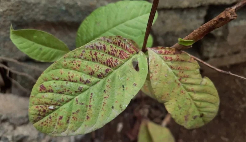 Pink Guava Live Plants - Set of 3 Seedlings in 4 Inch Pots - Tropical Fruit Tree - Image 8