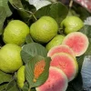 Pink Guava Live Plants - Set of 3 Seedlings in 4 Inch Pots - Tropical Fruit Tree - Image 1