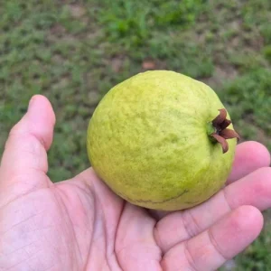 Pink Guava Live Plants - Set of 5 Seedlings in 4 Inch Pots - Tropical Fruit Tree for Indoor/Outdoor - Image 2