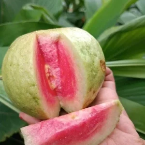 Pink Guava Live Plants - Set of 5 Seedlings in 4 Inch Pots - Tropical Fruit Tree for Indoor/Outdoor - Image 3