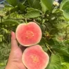 Pink Guava Live Plants - Set of 5 Seedlings in 4 Inch Pots - Tropical Fruit Tree for Indoor/Outdoor - Image 1