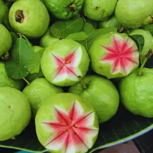 Pink Guava Tree Live Plant - Sweet Fruit, 6-8 Inch Tall in 4 Inch Pot for Outdoor Garden - Image 4