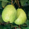 Pink Guava Tree Live Plant - Sweet Fruit, 6-8 Inch Tall in 4 Inch Pot for Outdoor Garden - Image 1