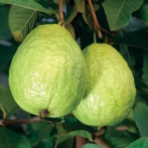 Pink Guava Tree Live Plant - Sweet Fruit, 6-8 Inch Tall in 4 Inch Pot for Outdoor Garden - Image 1