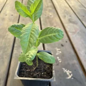 Pink Guava Tree Live Plant - Sweet Fruit, 6-8 Inch Tall in 4 Inch Pot for Outdoor Garden - Image 5