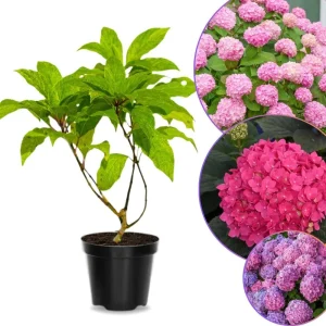 Pink Hydrangea Tree Live Plant – 4 inch Pot – 1 Year Old – Outdoor Shrub - Image 3