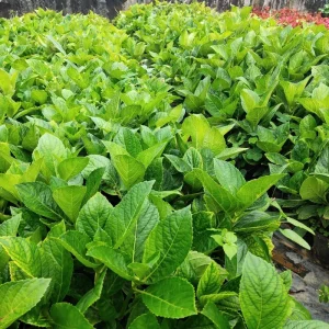 Pink Hydrangea Tree Live Plant – 4 inch Pot – 1 Year Old – Outdoor Shrub - Image 7