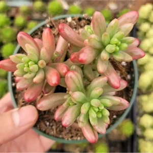Pink Jelly Bean Succulent Live Plant (Sedum Rubrotinctum 'Aurora') - 2 Inch Pot, Indoor/Outdoor - Image 2