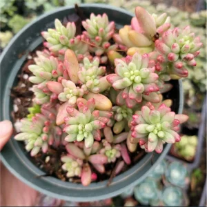 Pink Jelly Bean Succulent Live Plant (Sedum Rubrotinctum 'Aurora') - 2 Inch Pot, Indoor/Outdoor - Image 3