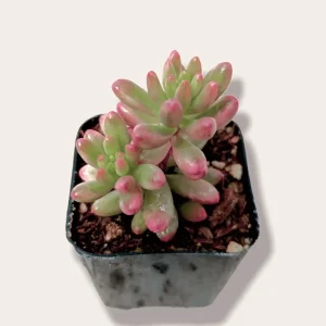 Pink Jelly Bean Succulent Live Plant (Sedum Rubrotinctum 'Aurora') - 2 Inch Pot, Indoor/Outdoor - Image 4
