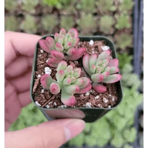 Pink Jelly Bean Succulent Live Plant (Sedum Rubrotinctum 'Aurora') - 2 Inch Pot, Indoor/Outdoor - Image 5