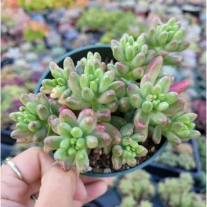 Pink Jelly Bean Succulent Live Plant (Sedum Rubrotinctum 'Aurora') - 2 Inch Pot, Indoor/Outdoor - Image 6