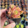 Pink Jelly Bean Succulent Live Plant (Sedum Rubrotinctum 'Aurora') - 2 Inch Pot, Indoor/Outdoor - Image 1